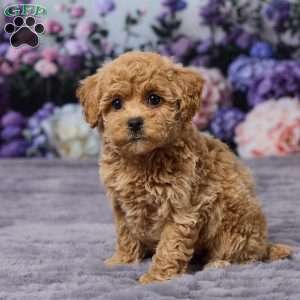 Dawn, Bich-Poo Puppy
